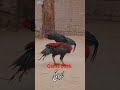 Ladai Ki Video Aseel Murga Ki Ladai Video