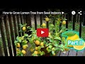 How to Grow Lemon Tree from Seed Indoors FAST ...