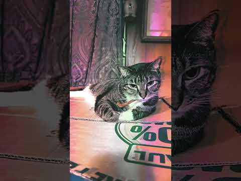 Kirby antics #remix #clapclap #kirby #cats #catvibes #antics