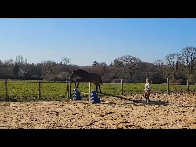 Casallo Z pouliche de qualiti&eacute;