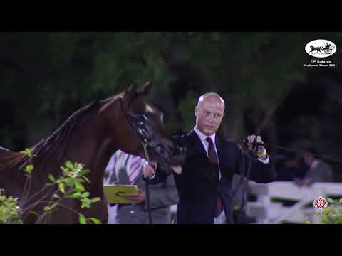 N 41 FORELOCKS VANTASTICA   Bahrain National Show 2021   Mares 7+ years old Class 5