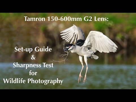 Tamron 150-600mm G2 Lens | Set up Guide & Sharpness Test for Wildlife Photography