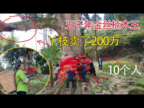 , title : '贵州一棵5000年金丝楠木王，10个成年人勉强才能抱住，一截树枝卖了200万，太罕见了'