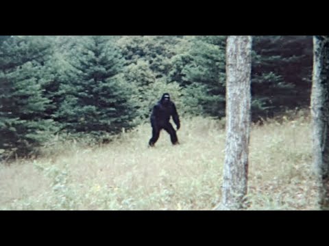Washington Man Encounters a BIGFOOT That Shouldn’t Exist — Caught on Camera!