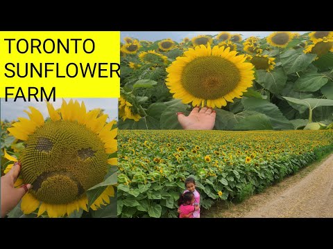 Yellow Sunflowers Farm//4K relaxing video and music