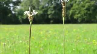 A CATS SUMMER (Unofficial Music Video | Nathen Maxwell & The Original Bunny Gang)