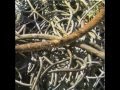 Edward Ka-Spel - Dream Loops 2 - isolitiignoti1 Edward Ka-Spel - Dream Loops 2