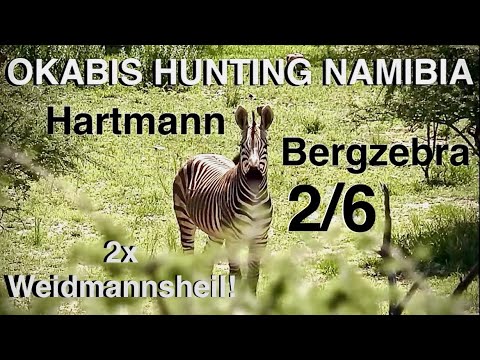 Mountain zebra hunting | HUNTING SAFARI NAMIBIA | 2/6 - Young hunt