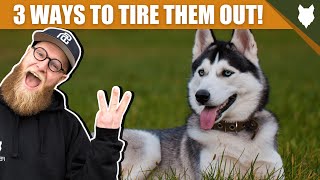 3 Tips To Tire Out Your SIBERIAN HUSKY Puppy