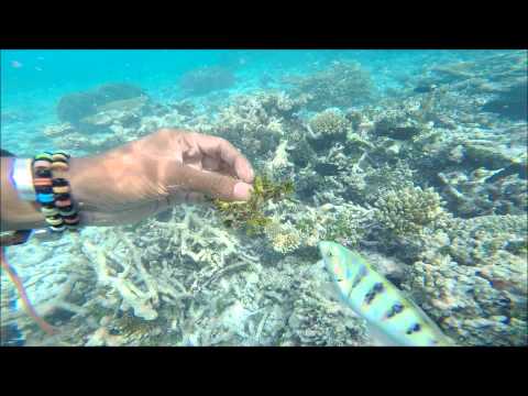 amazing snorkeling in maldives