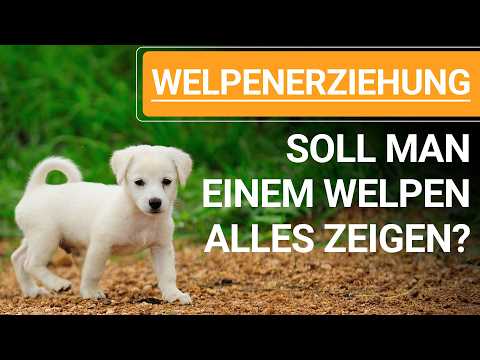 🐕🐶 PUPPY TRAINING TIPS ➡️ Should you show a puppy EVERYTHING? ➡️ 🐕🐶✔️