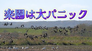 突然の訪問者に楽園はパニックにParadise panics at sudden visitors