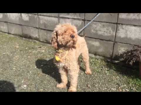 会計学科 愛犬やまと滋賀県高島市！木村勝則！