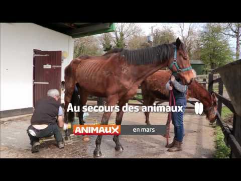 En Mars sur ANIMAUX BisTV via AERVI Boutique