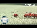 Minuscule - "Special Load" clip - In Vue Cinemas May 27 2016 Minuscule - "Special Load" clip - In Vue Cinemas May 27 2016