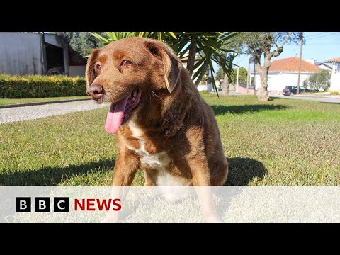 'World's oldest dog' stripped of title | BBC News
