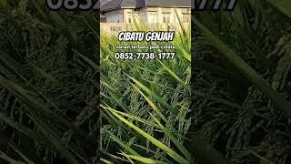 Download lagu cibatu genjah - varian terbaru #padi #cibatu mp3 Download lagu cibatu genjah - varian terbaru #padi #cibatu mp3