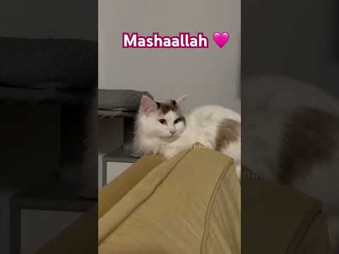 Beauty #cat #catvideos #funny