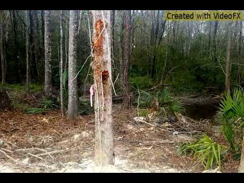 Creep- cover by Daniel "Homeless" Mustard