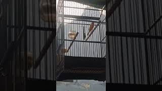 Download lagu KENARI LOPER IRAMA KENARI RUSIA ISIAN IRAMA LOVEBIRD mp3 Download lagu KENARI LOPER IRAMA KENARI RUSIA ISIAN IRAMA LOVEBIRD mp3