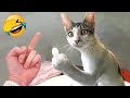 Try Not To Laugh The Funniest Animals Part 12