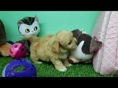 Morky Puppy- Male- London