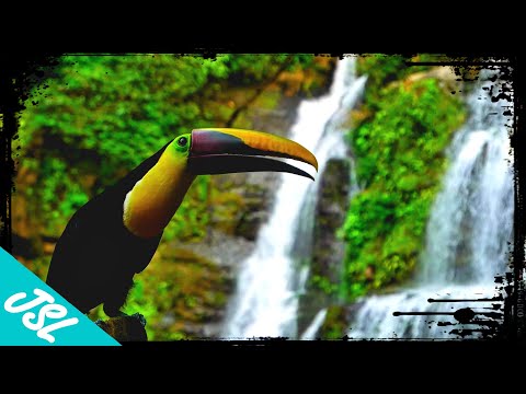 The Intense Biodiversity of Costa Rica