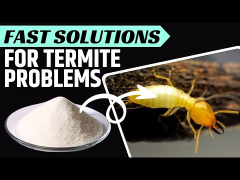 How to Kill Termites the Natural Way?