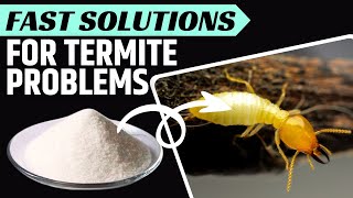 How to Kill Termites the Natural Way