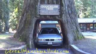 Drive-Thru Tree Chandelier Tree World Famous Redwood Forest California National Park Trees Part #2