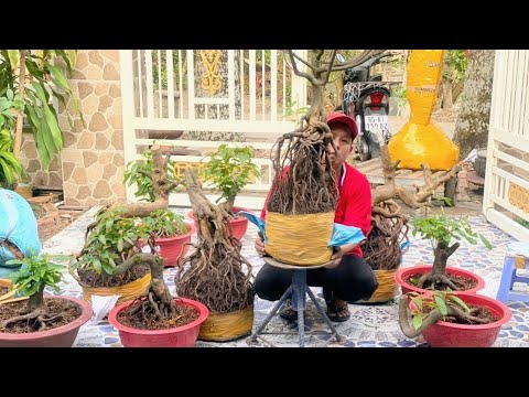 (@ĐIỀN zalo_0336 040 900) Mai vàng TP, phoi mai GL 25/4/2023 ĐC: Huyện Cờ Đỏ, TPCT