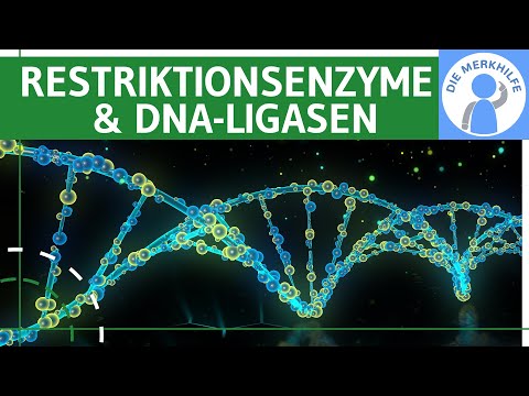 Restriction enzymes & DNA ligases - terms, process, practical application, tools & method