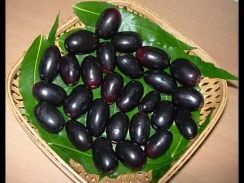 Jamun dry extract, 1kg to 25kg