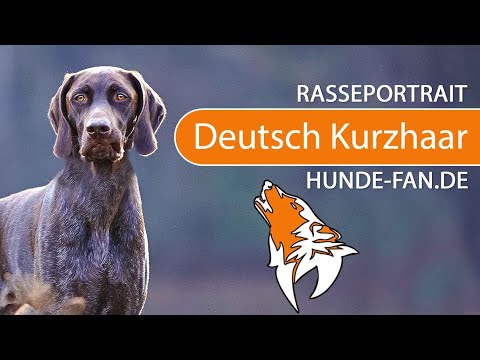 ► Deutsch Kurzhaar [2018] Rasse, Aussehen & Charakter