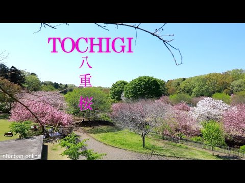 Cherry Blossom ( Yae Sakura - 八重桜 ) in Tochigi Japan 【天平の丘公園】| #explorejapan  #japan  #4k