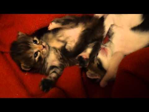 Babykatzen zwei Wochen alt  in action #cutekittens