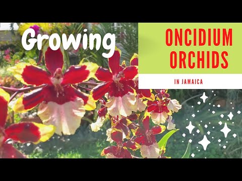 Growing Oncidium orchids in Jamaica || Orchid care for beginners ||
