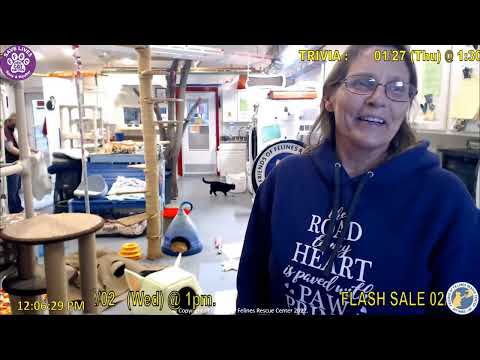 New Kittens and Some Updates 01-27-2022  Friends of Felines Rescue Center (FFRC)