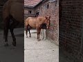 Vends gentil trotteur
