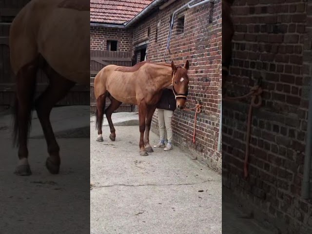 Vends gentil trotteur