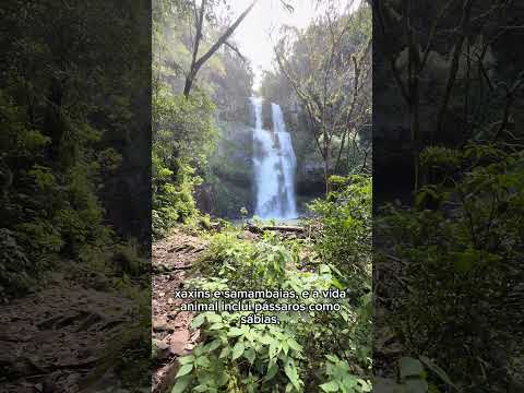 Cascata da Baleia em Ilópolis: Um espetáculo da natureza 🌿💦 #ilopolis #riograndedosul #cascata