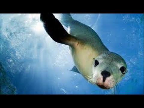  Sea lion on the beach | Close up view of Sea lion swimming Ocean underwater | Group of Sea lion |
