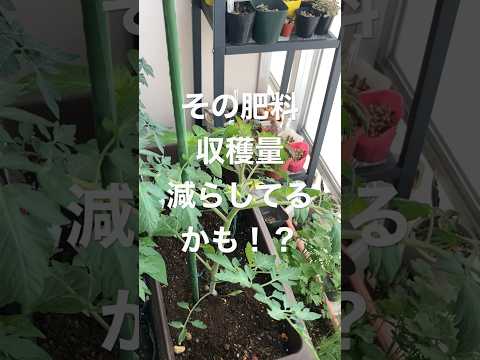 トマトの苗が育たないのはなぜですか?成長を加速させるために避けるべき5つの間違い  庭園