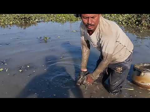 village net fishing -videos Most Popular Cast Net Fishing in Village Pond
