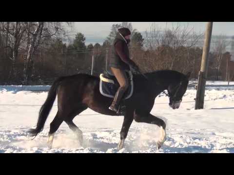 Horses : Keisijs (For Sale)