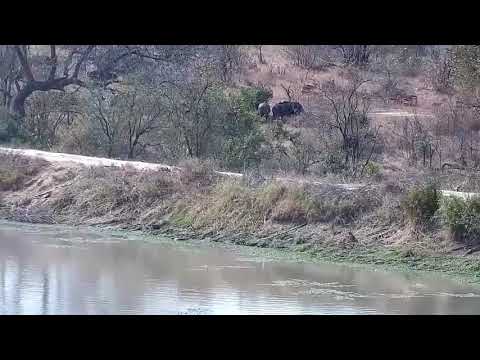 Djuma: Buffalo herd-Pt:2 - 10:05 - 08/25/21