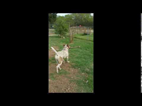 BEAU, an adopted Australian Shepherd & Cattle Dog Mix in Sheridan, TX_image-1