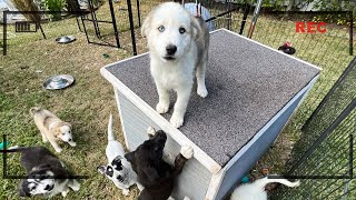 What My Foster Puppies Do When I'm Not Home? (Caught in 4K Being Menaces)