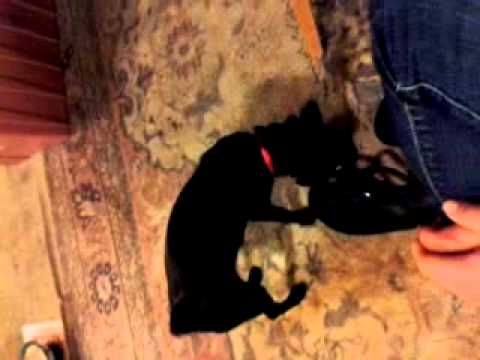 Pupious jumps for his bone