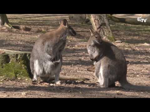 Híradó 2017. április 5. – Erdélyi Magyar Televízió
